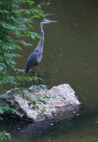 Great Blue Heron