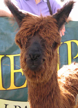 brown alpaca