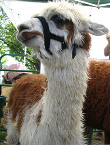 An alpaca asks, 'You lookin' at me?'
