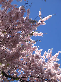 pink boughs against a blue sky