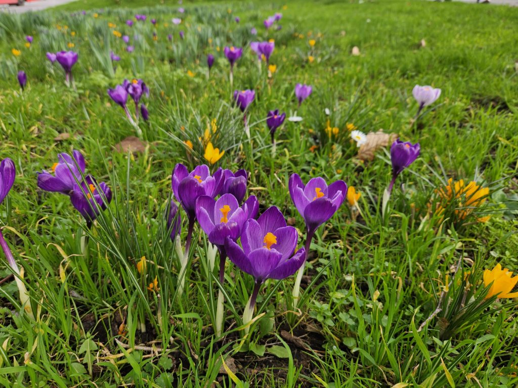 Crocuses in London